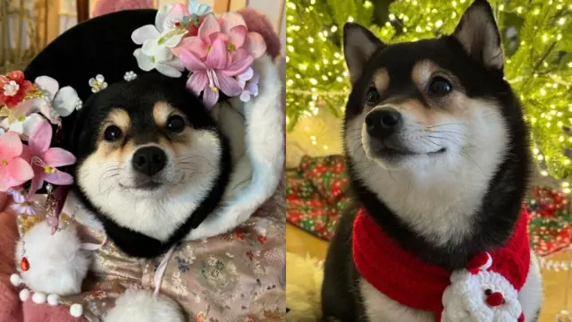 Manyu Community - Shiba Inu dogs